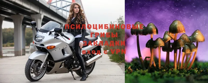 Галлюциногенные грибы MAGIC MUSHROOMS  mega зеркало  Новосокольники  купить наркотики цена 